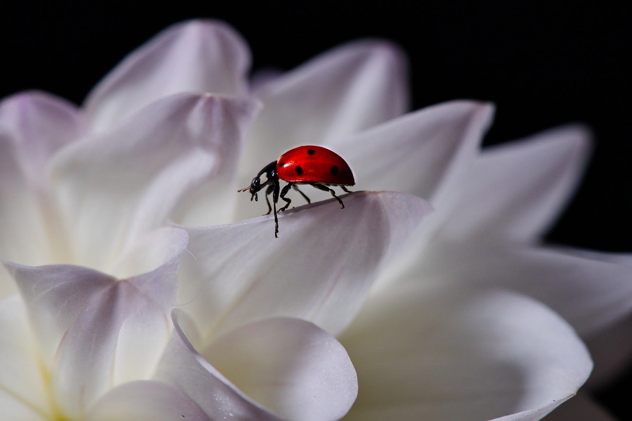 dahlia, hd wallpaper, ladybug-8222054.jpg